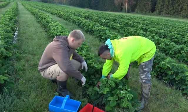 В Польшу прибыл рейс с заробитчанами из Украины