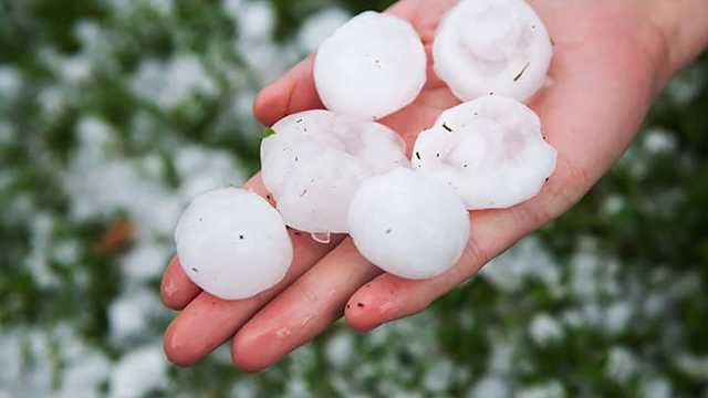 «Уничтожил будущий урожай»: Закарпатье засыпало градом