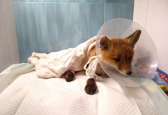 Одесские волонтеры выхаживают лисенка с перебитыми лапами