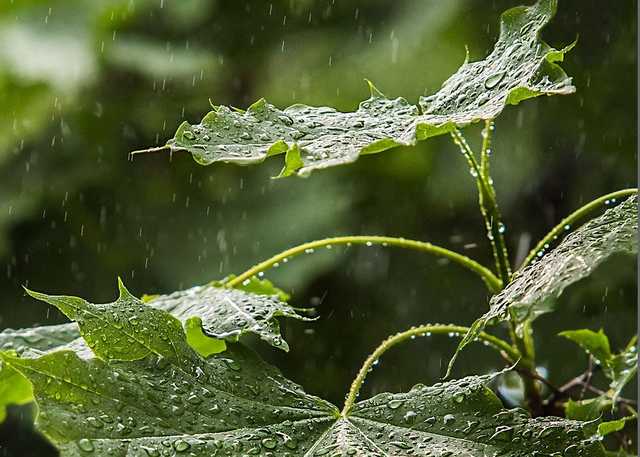 Накроет дождями: прогноз погоды на последний день мая