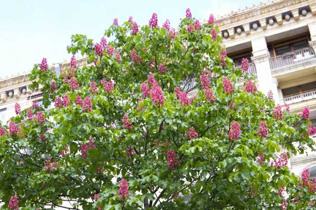 Сегодня Киев празднует День города. Программа празднований