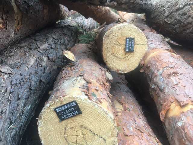 Из Чернобыльской зоны массово вывозят опасный для жизни радиоактивный лес-кругляк