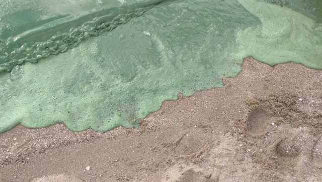 В Николаеве вода на пляже окрасилась в ядовито-зеленый цвет