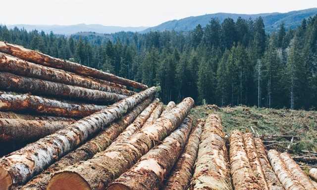 Российские чиновники «потеряли» миллиард гектаров