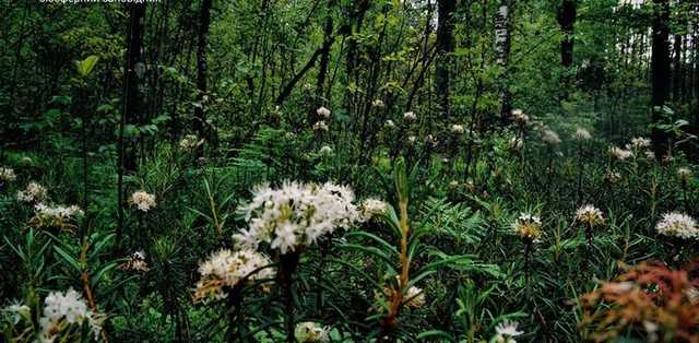На болотах зоны отчуждения расцвел кустарник, который может вылечить, опьянить и отравить