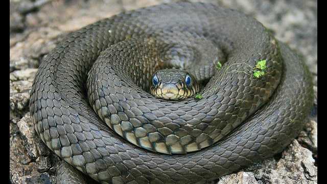 На Львовщине змея напала на 10-летнюю девочку около дома