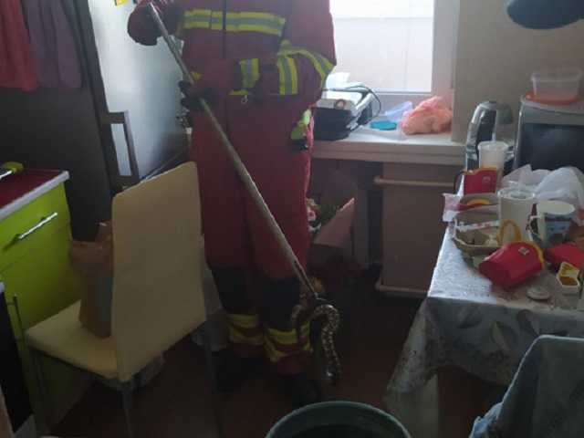 В Днепре змея забралась в квартиру на седьмом этаже