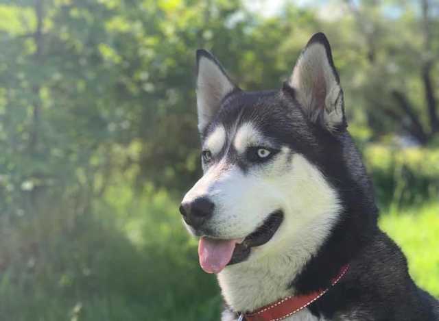 Киевлянка нашла свою собаку спустя полгода мучительных поисков