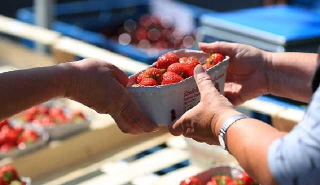 В Украине клубника подорожала до 100 грн: фермеры объяснили рекорд