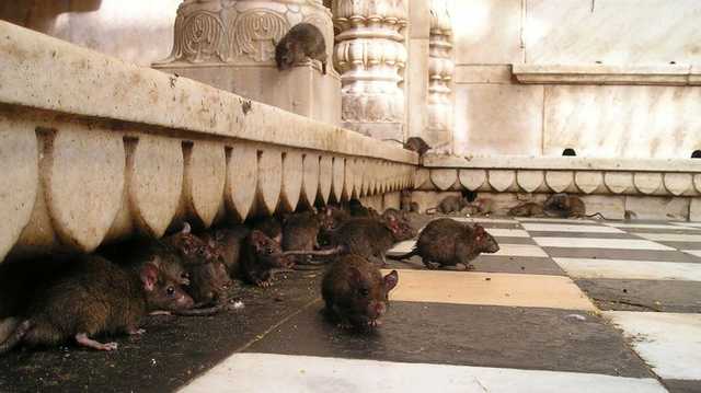 Врачи предупредили украинцев об опасности лептоспироза, чьи вспышки происходят после наводнений