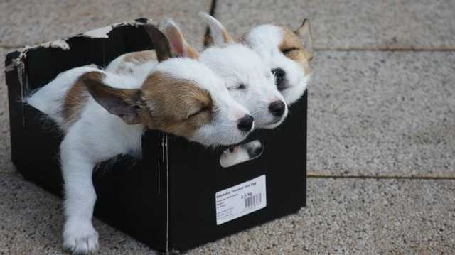 МАУ начала расследование гибели 38 щенков на борту своего самолета