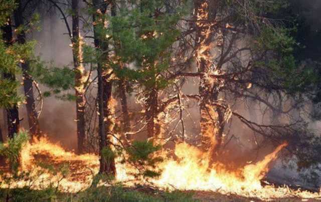 В Украине объявили чрезвычайный уровень пожарной опасности