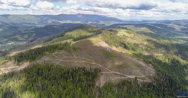 Прокуратура завела дело из-за вырубки лесов, ставшей причиной наводнения в Западной Украине