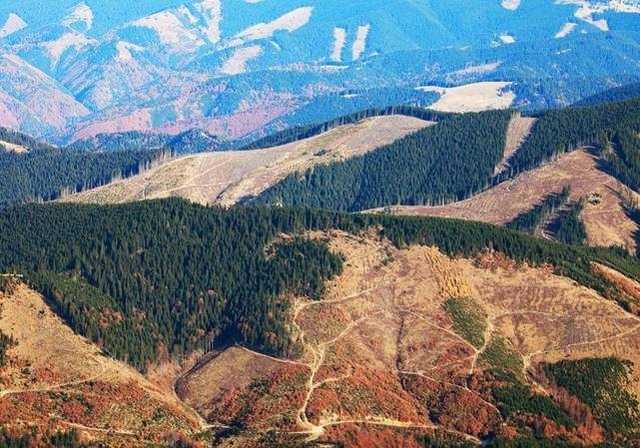 Бомба под леса Украины: эколог раскрыл схему массовой вырубки