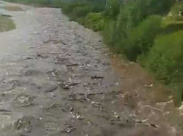 «Отрыжка природы»: в сети обсуждают видео «мусорной» реки после ливня в Закарпатье