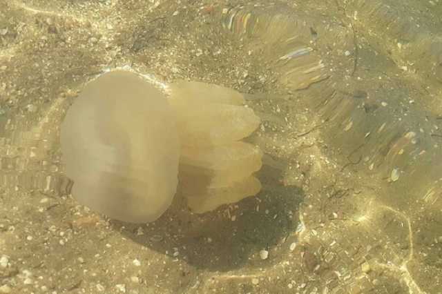 Курорты в Бердянске и Кирилловке захватили медузы