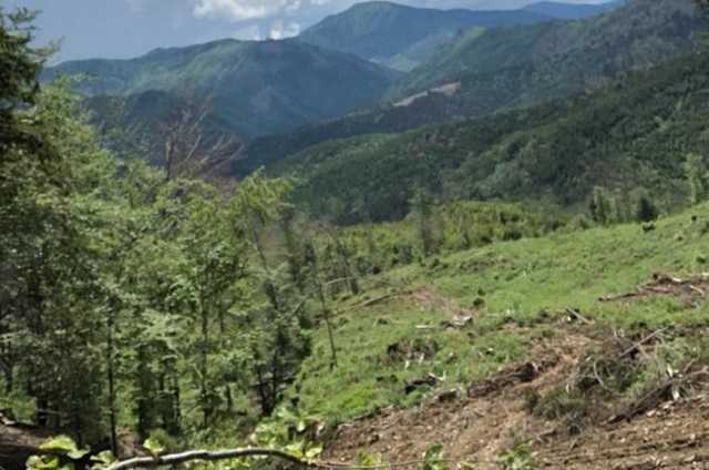 Двоє лісників дозволили вирубати на Закарпатті 400 буків
