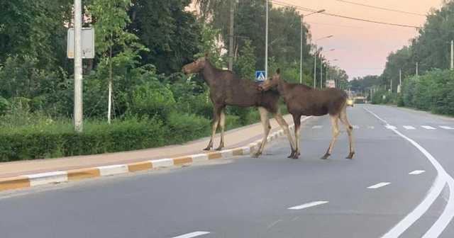 Под Киевом посреди дороги разгуливали лоси