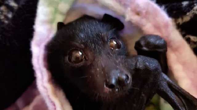 Covid-19: в чем винят летучих мышей и какое отношение они имеют к пандемии?