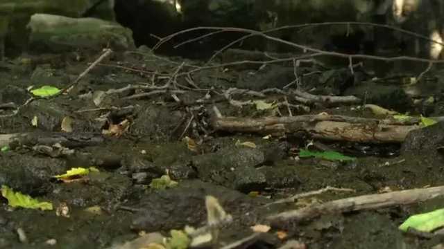 Казанский: На Донбассе началась экологическая катастрофа