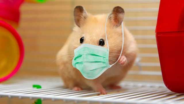 Ученые могут начать использовать хомяков для изучения передачи COVID-19 в самолетах