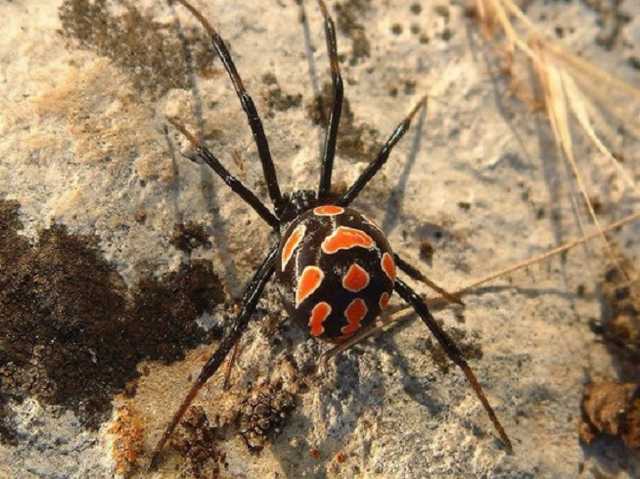 На украинских Мальдивах туристку атаковал смертельно опасный паук