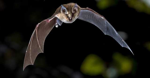 The Times: Нынешний вид коронавируса мог быть обнаружен еще в 2012 году