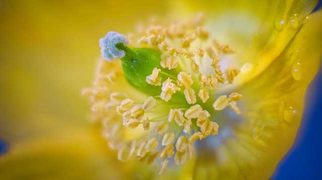 Ученые считают, что по появлению пыльцы растений можно предсказать окончание пандемии коронавируса