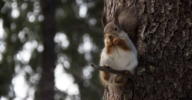 В США у белки обнаружили бубонную чуму