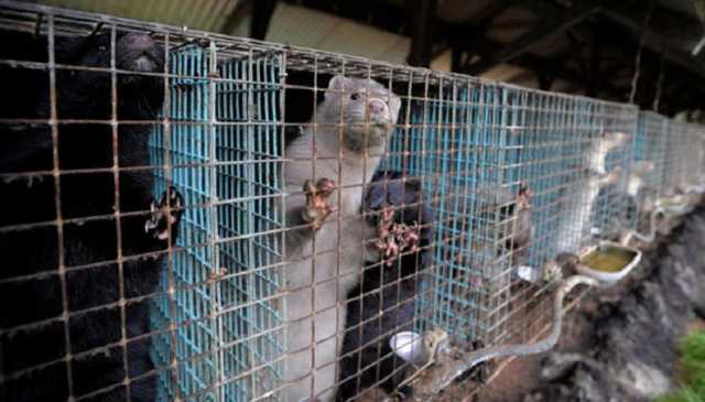 В Іспанії знищать понад 92 тисячі норок, заражених коронавірусом