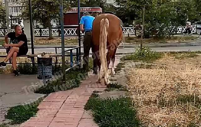 В Киеве пьяный приехал на коне в магазин за бутылкой