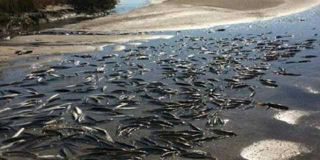 На Житомирщині виявили загибель риби у річці Хомора