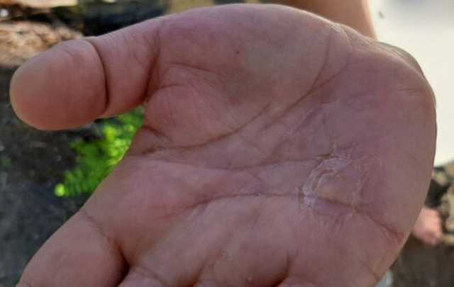 У Дніпрі біля Києва знайшли рибу-голку і медуз