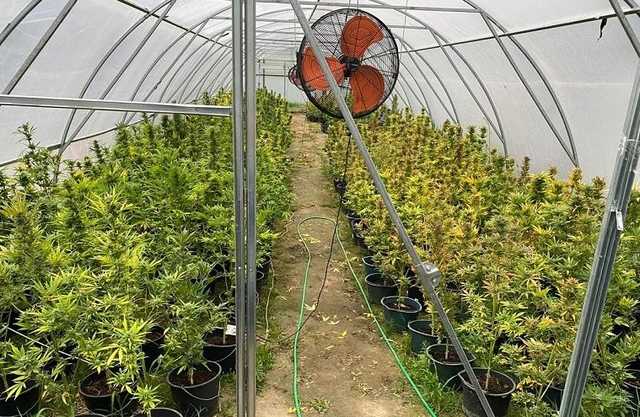 У Києві поліція вилучила у чоловіка канабісу на 5 мільйонів