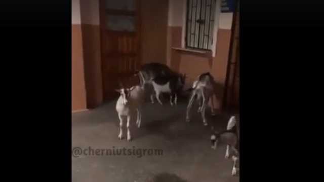 Опубликовано видео стада коз, что гуляют по больнице скорой помощи в Черновцах