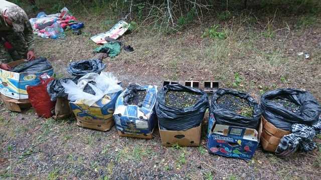 Из Чернобыля пытались вынести 300 кг лесных ягод и 20 кг радиоактивных грибов