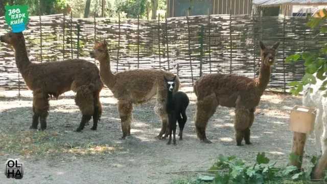 В Киевском зоопарке пополнение — родился детеныш альпаки