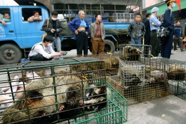 В’єтнам повністю заборонив торгівлю дикими тваринами через можливі епідемій
