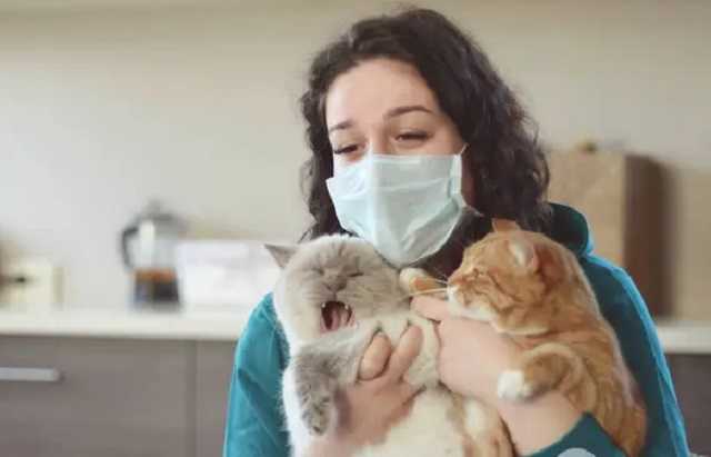 В Британии коронавирус подтвердили у домашней кошки