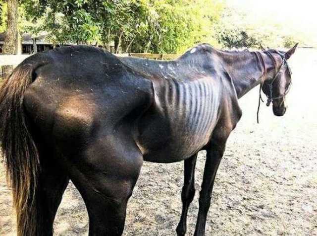 Кто такой Константин Савчиц или почему в Одессе уничтожают ипподром и коневодство