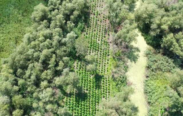 Скрытую плантацию конопли из 1700 кустов на 40 млн грн обнаружили на Одесчине