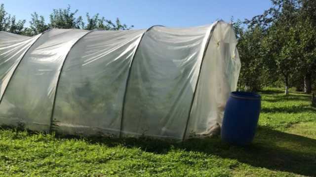 Под Ивано-Франковском наркоделец открыл огонь по полицейским, защищая плантацию конопли