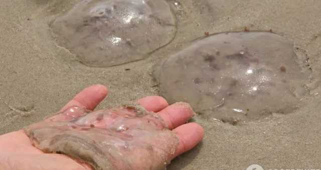 Пляжи в Кирилловке заполнили медузы: жалят прямо в лицо