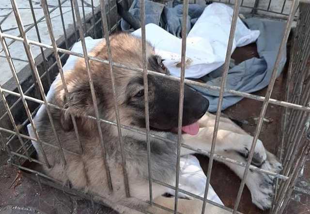 Под Запорожьем пенсионер скинул собаку с моста: его ждет суд