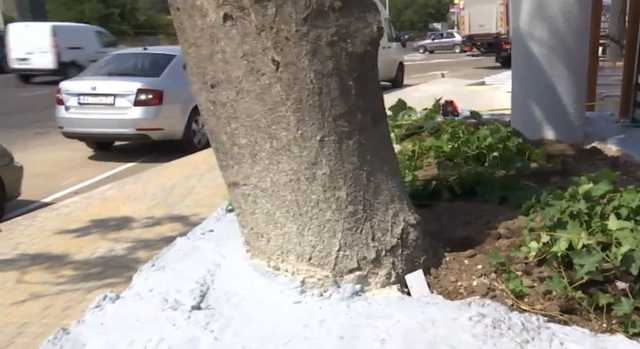 Строители в Одессе залили дерево бетоном, чтобы построить забор