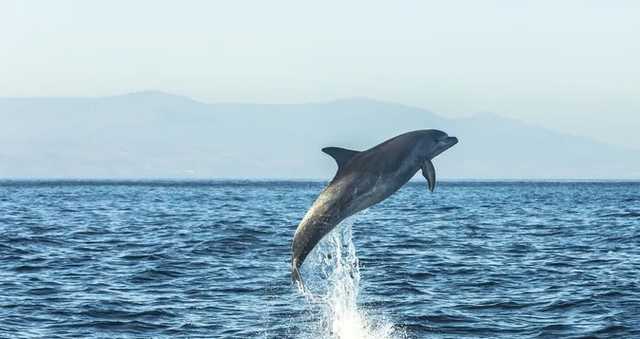 В Бердянске дельфины устроили игры с отдыхающими