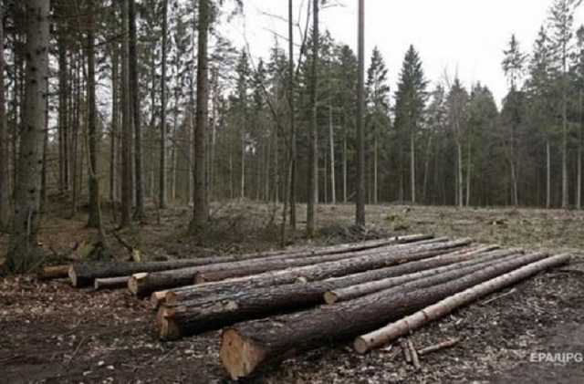 Ровенщина может лишиться своих лесных богатств уже скоро