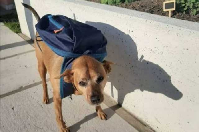 В Италии пёс награждён за помощь в период пандемии