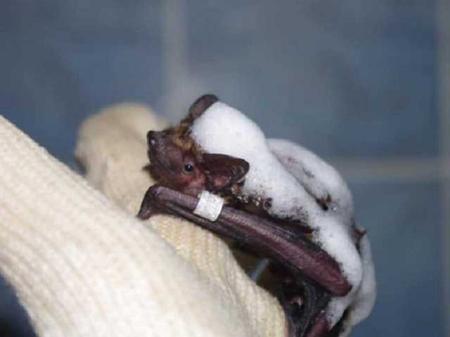 Сотрудники харьковского института случайно убили несколько сотен летучих мышей