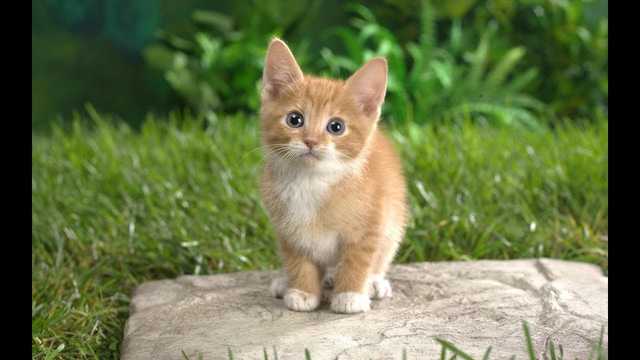 Регистрация домашних животных: стали известны все подробности